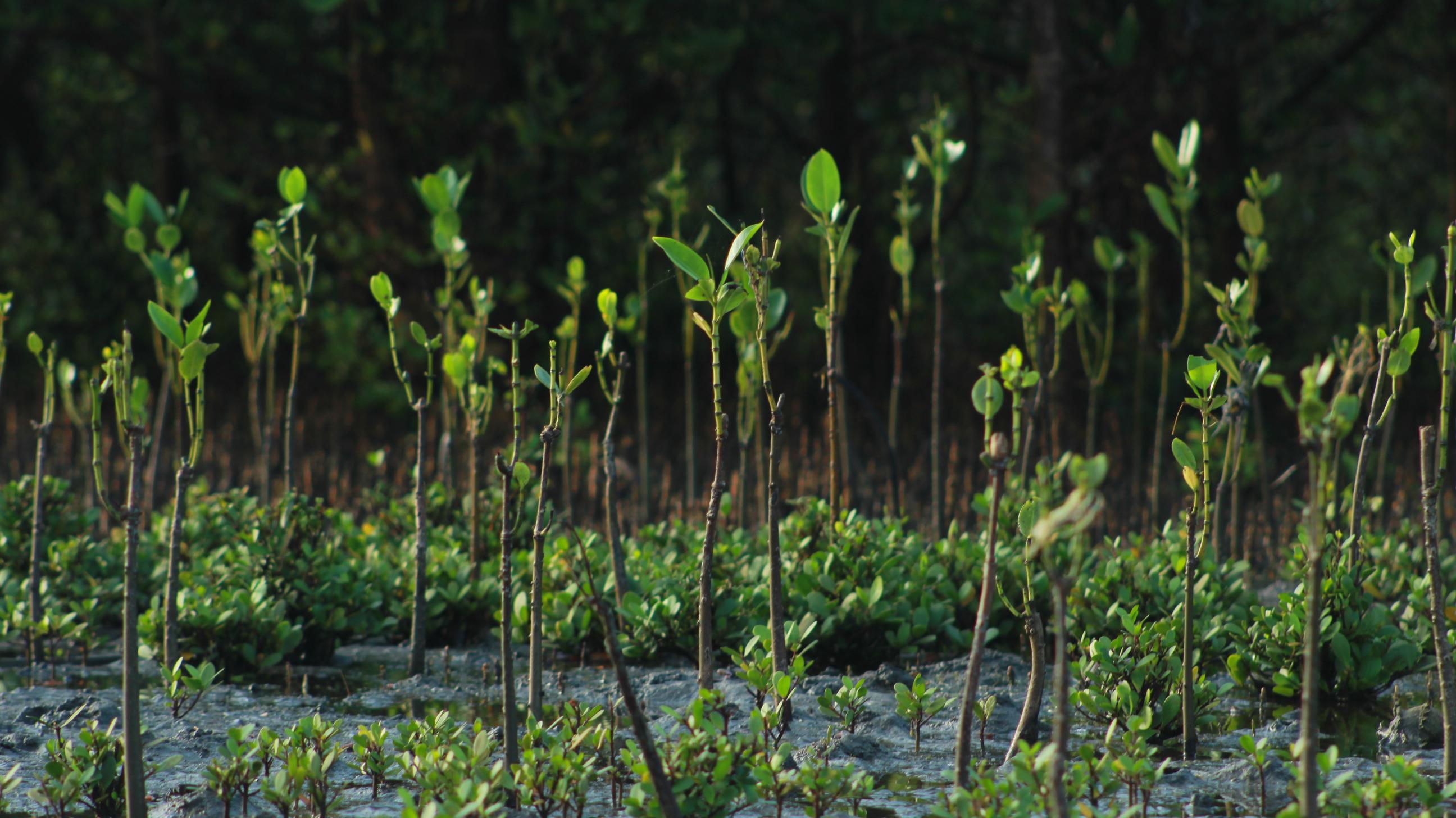 mangrove saplings