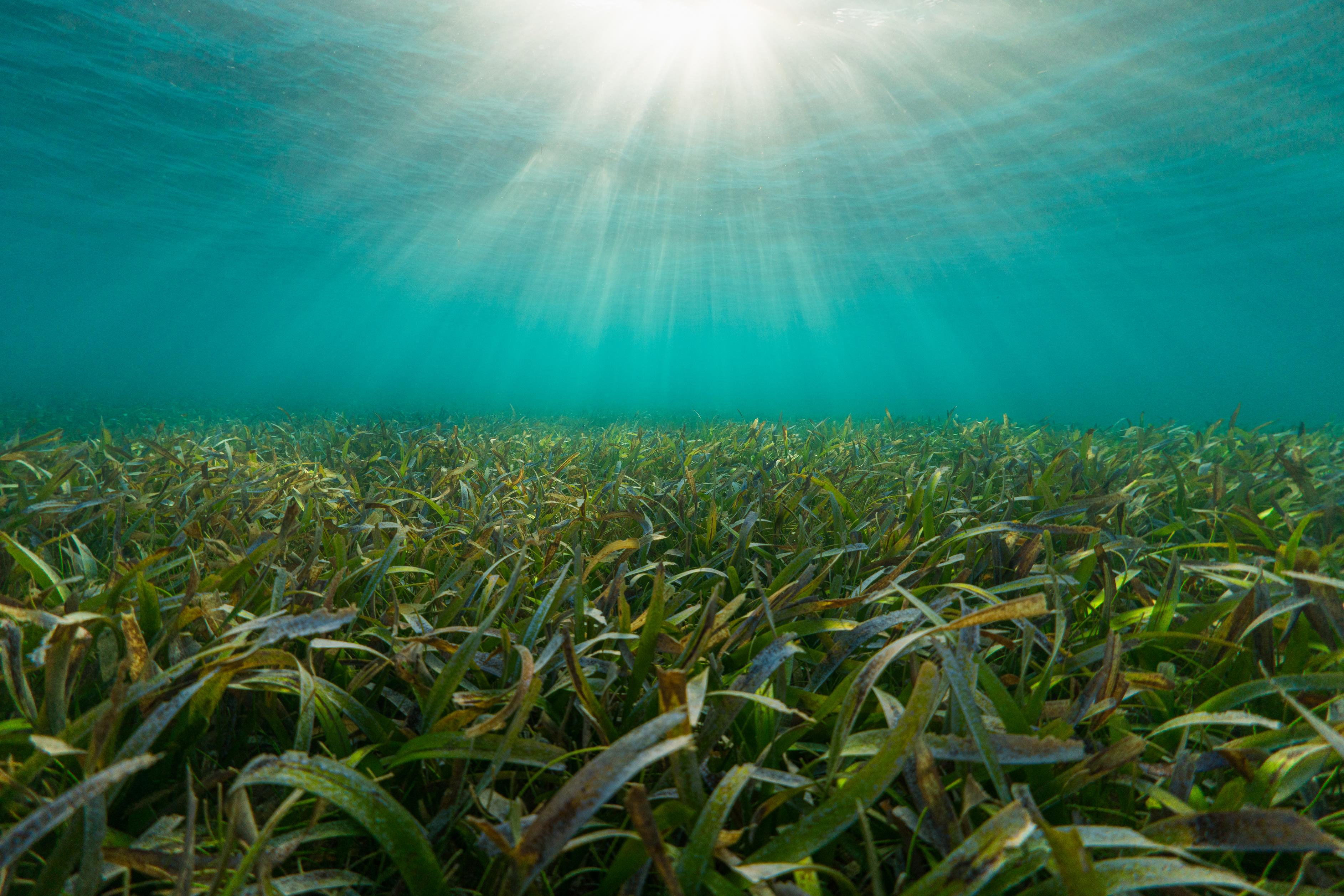 Seagrass is a flowering plant that grows as meadows in calm, shallow marine environments. Important as nursery areas for many commercial fish species and rich in biodiversity, they also have a huge capacity for absorbing and storing carbon. Since the late 19th century, around one third of the world's seagrass meadows have disappeared, prompting seagrass restoration and protection programmes worldwide.