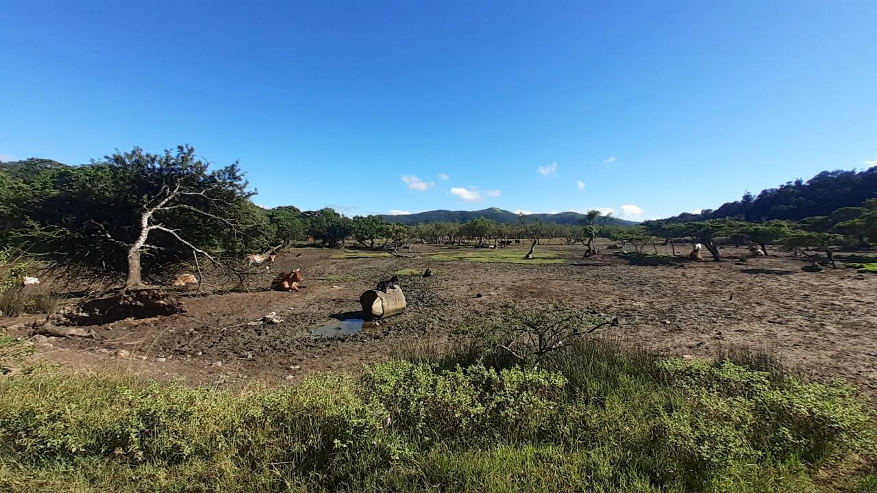 Dying mangrove patch