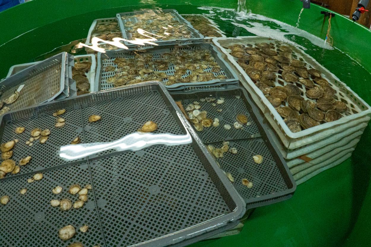 Flat oyster broodstock at TORC hatchery.