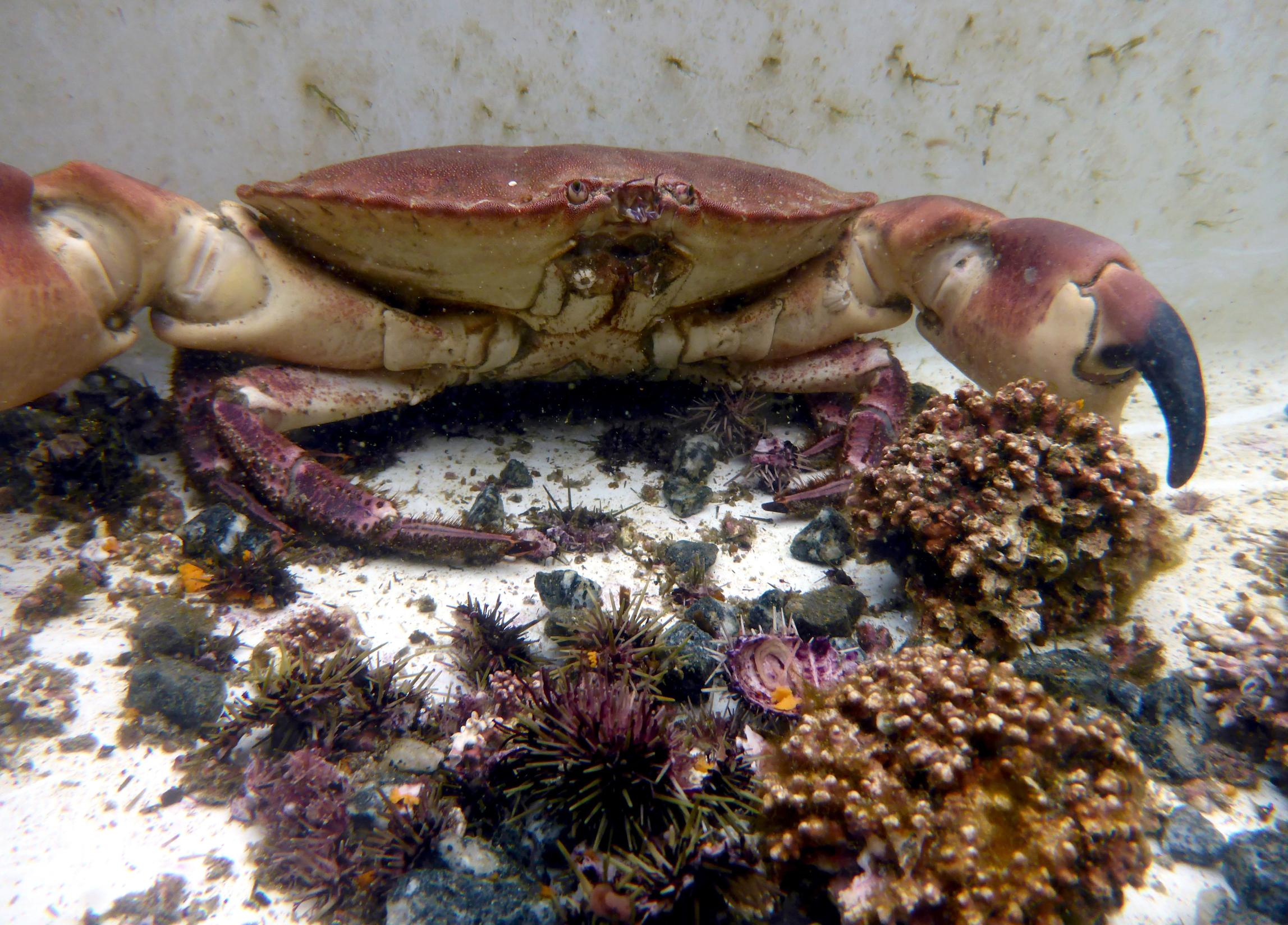 Brown crab in the sea
