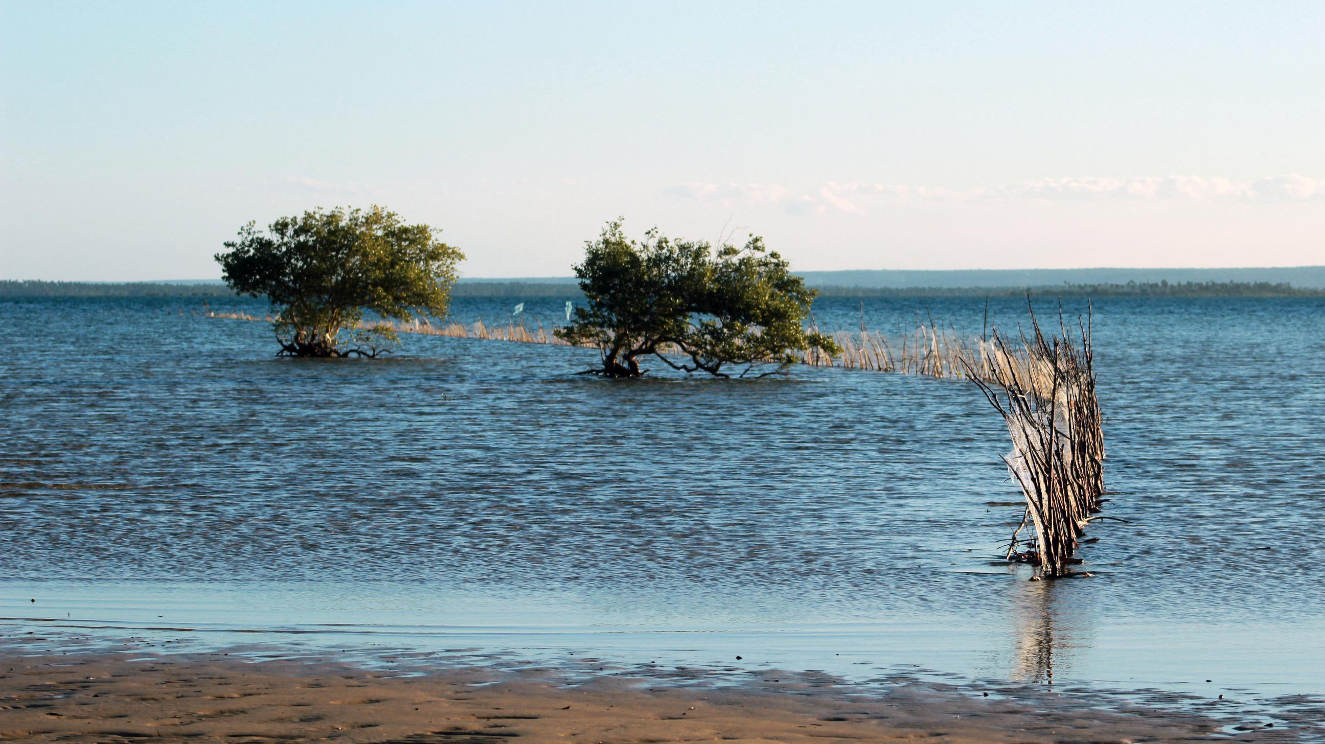 A fish trap among mangroves