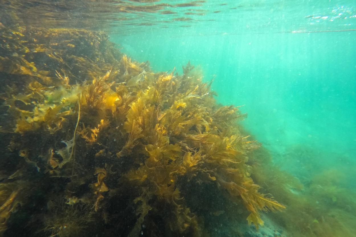 A swathe of brown seaweed underwater