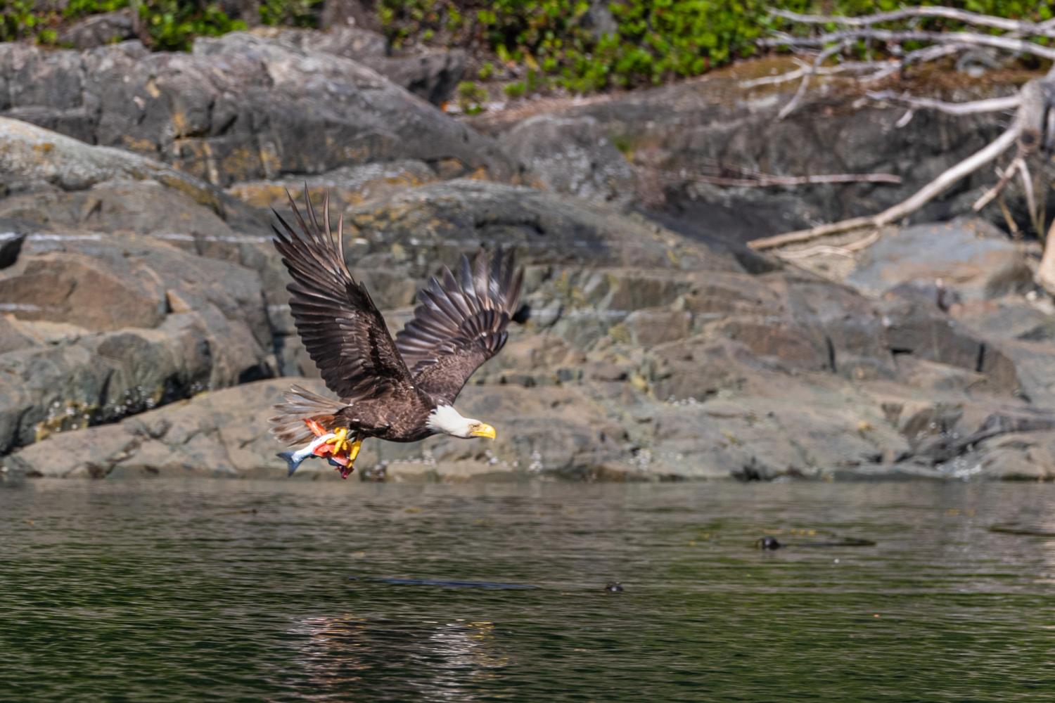 Bald eagle carrying a fish 