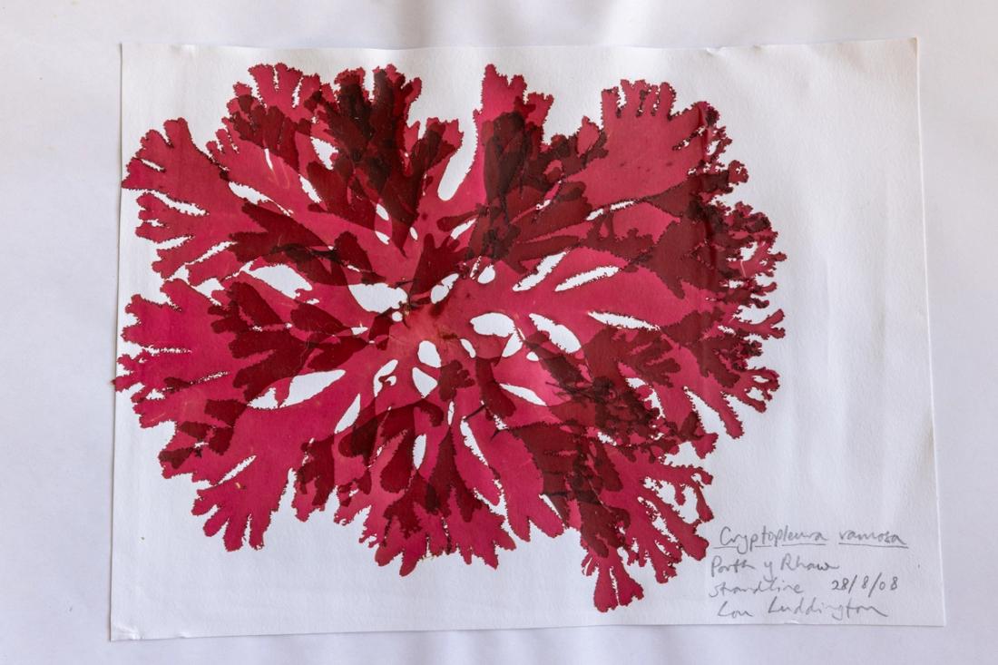 Pressed red seaweed for herbarium