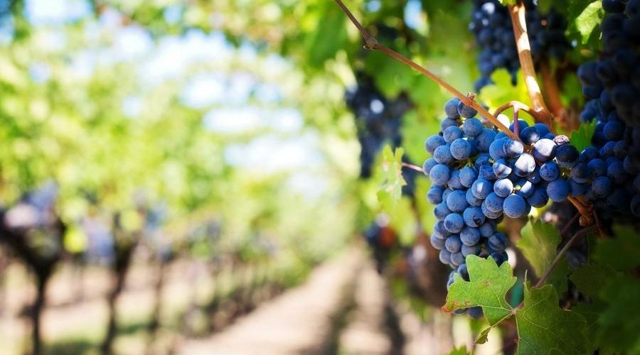 BIOESTIMULANTES, CLAVES PARA EL FUTURO DE LA AGRICULTURA