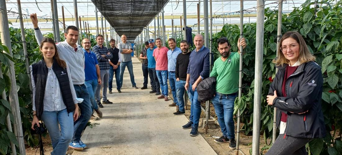 Demostrando la eficacia de PREVAM ® PLUS en pimiento