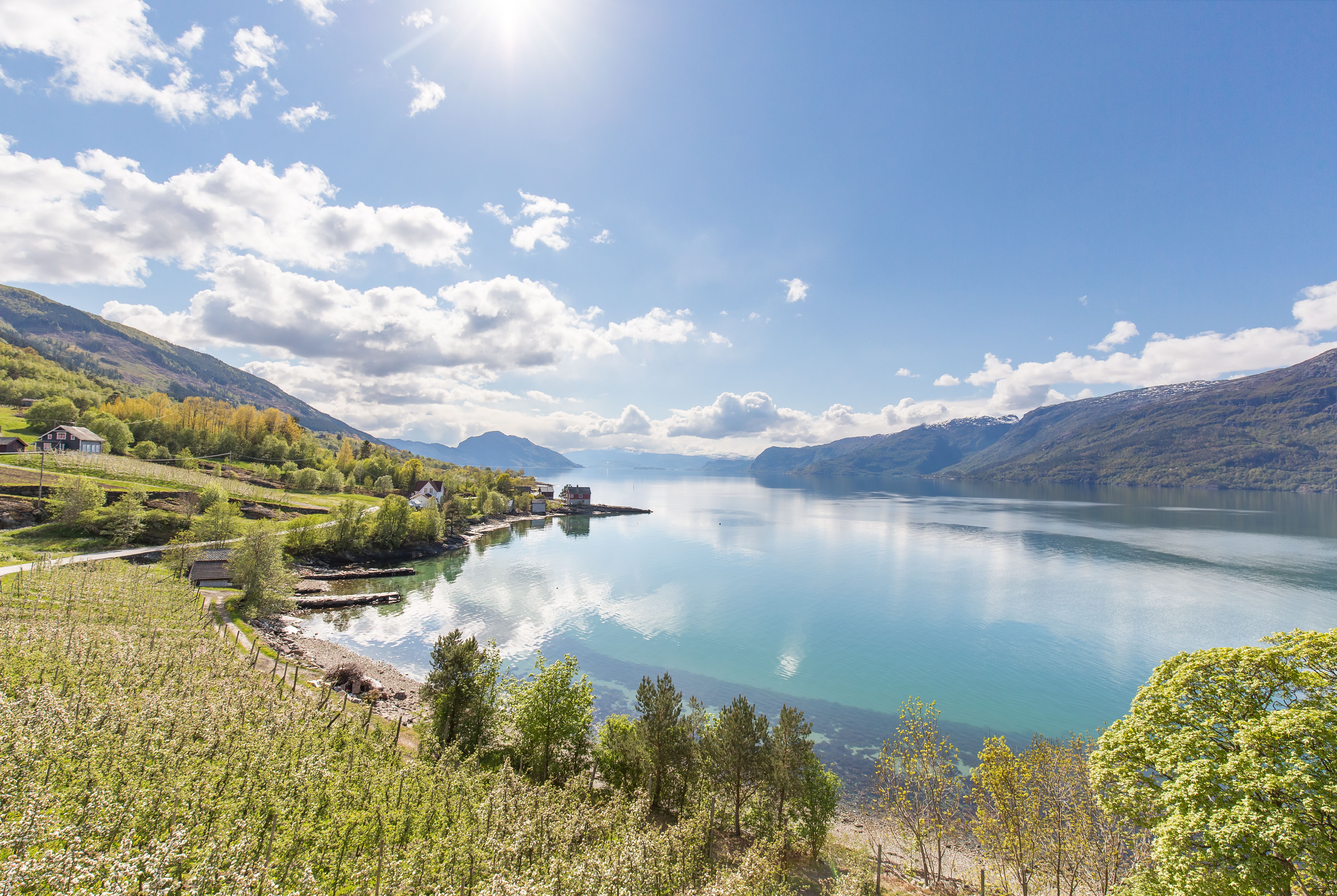 Blooming in Hardanger