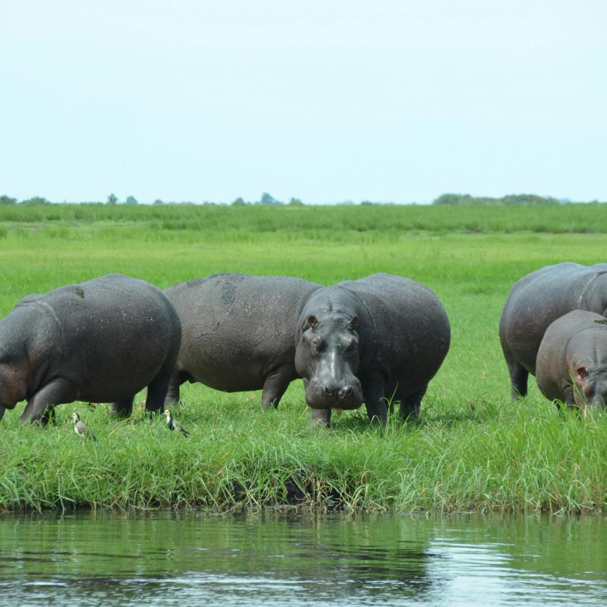 Katavi National Park