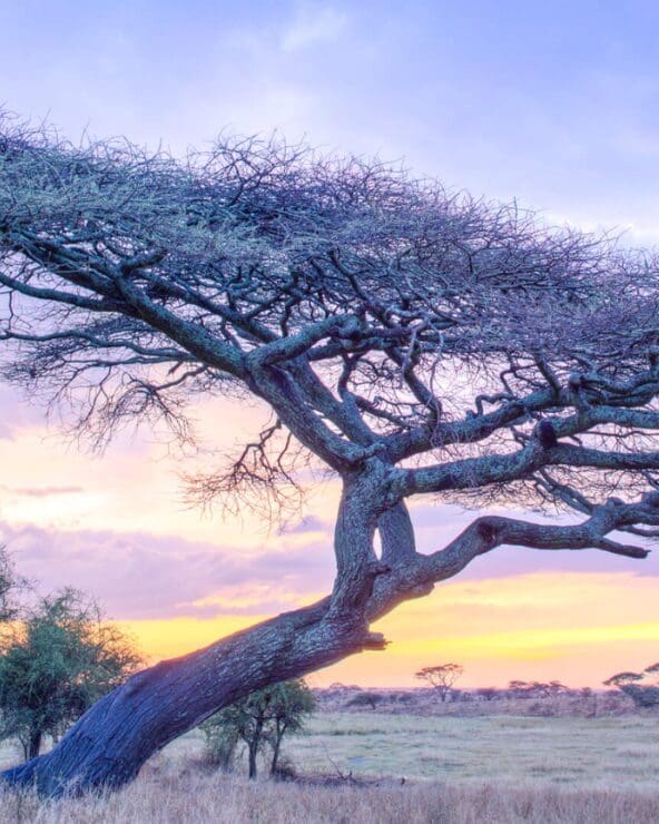 7-Day Tanzania Honeymoon Heaven - Safari & Island Bliss