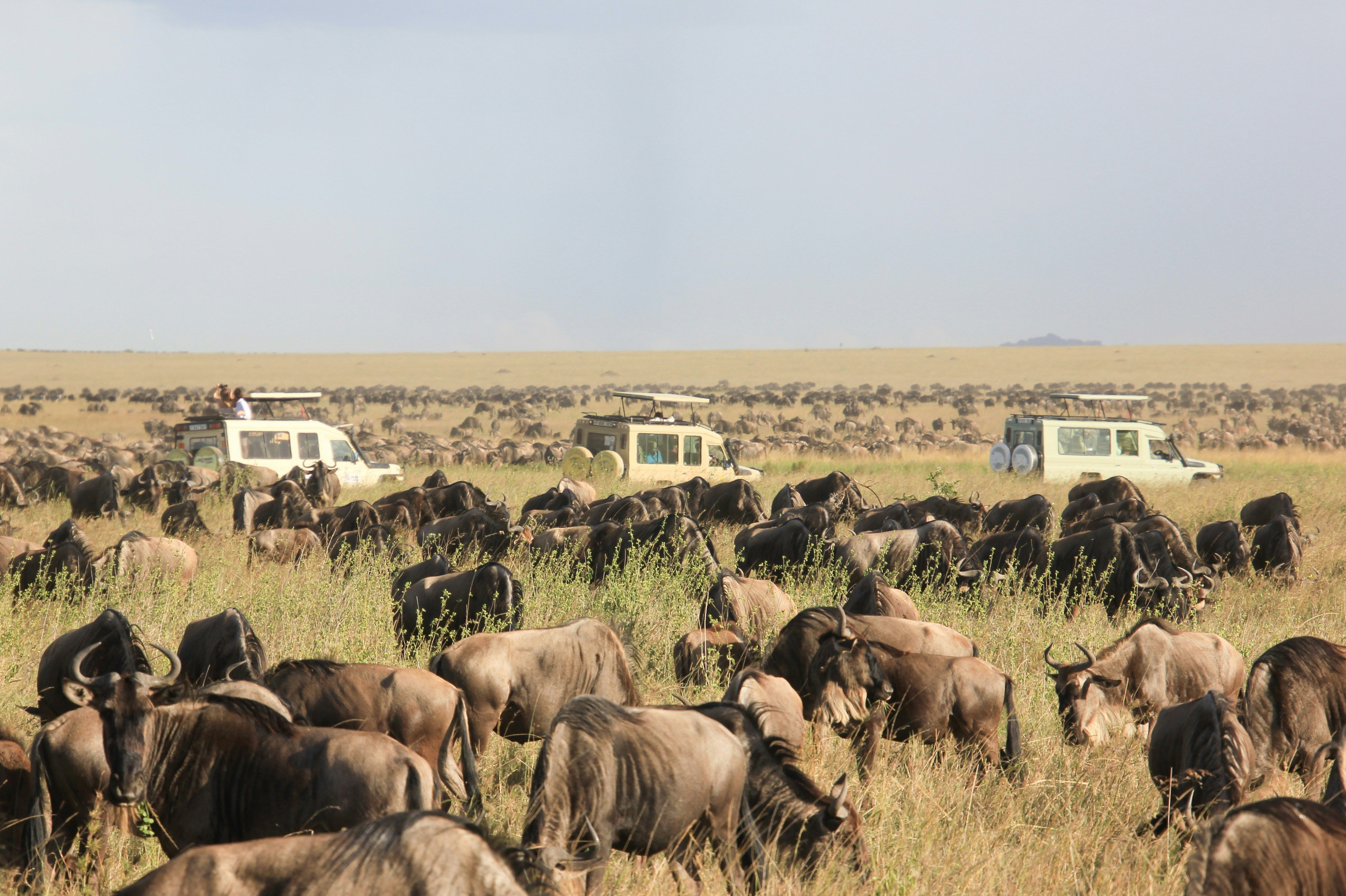 Grumeti Game Reserve