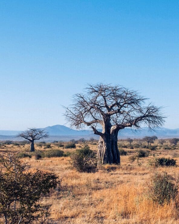 11-Day Untamed Southern Tanzania Circuit