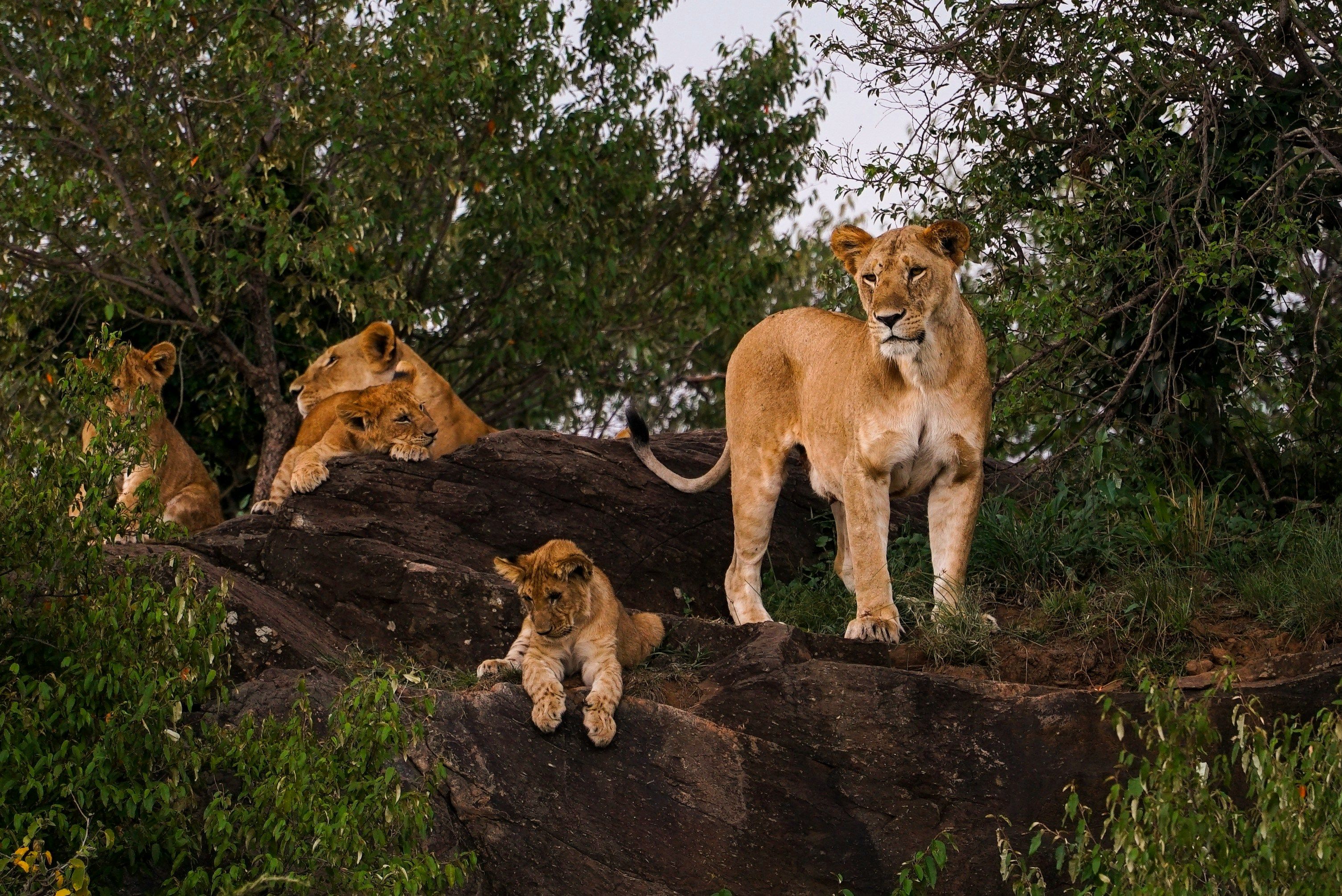 Ruaha National Park