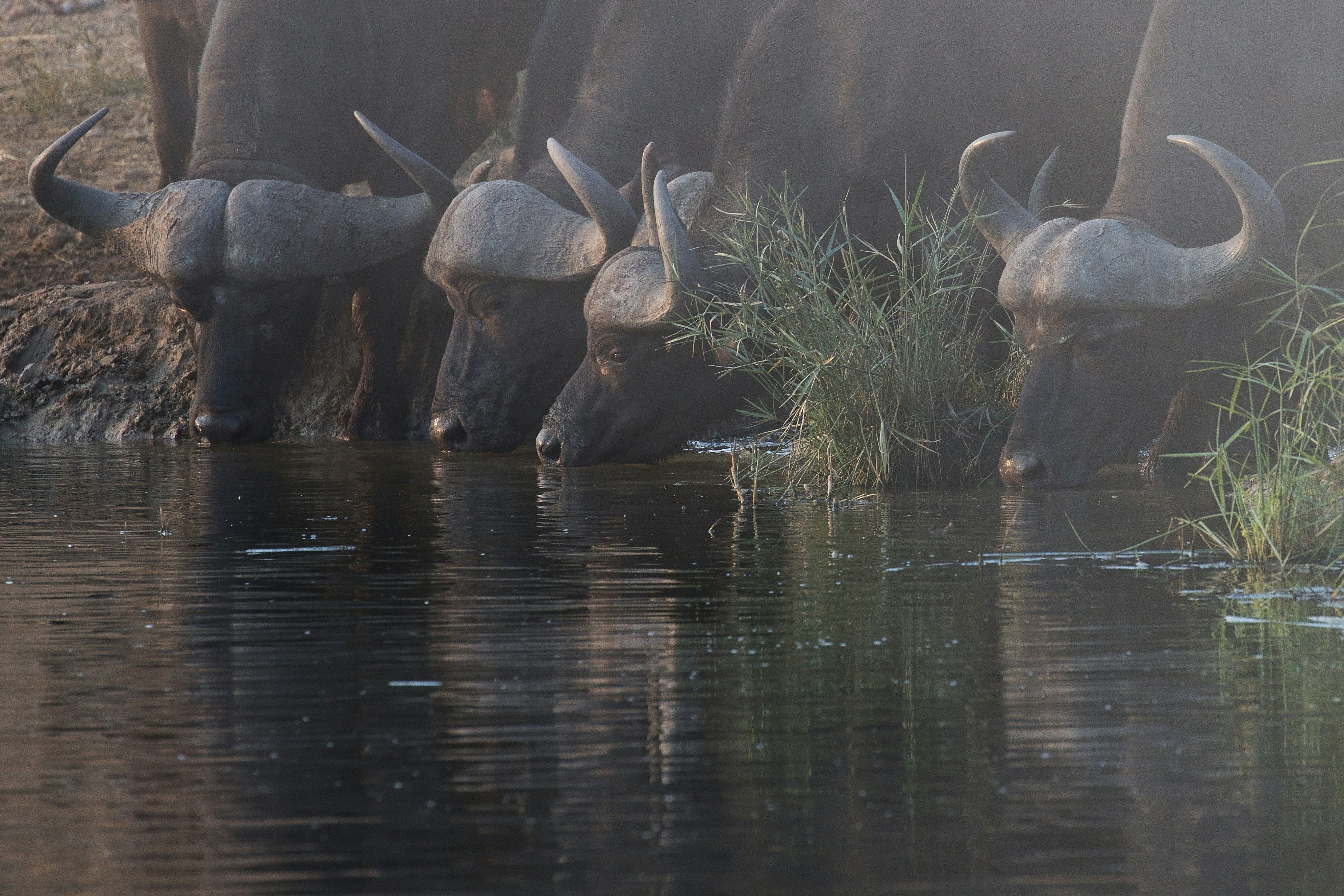 Mikumi National Park