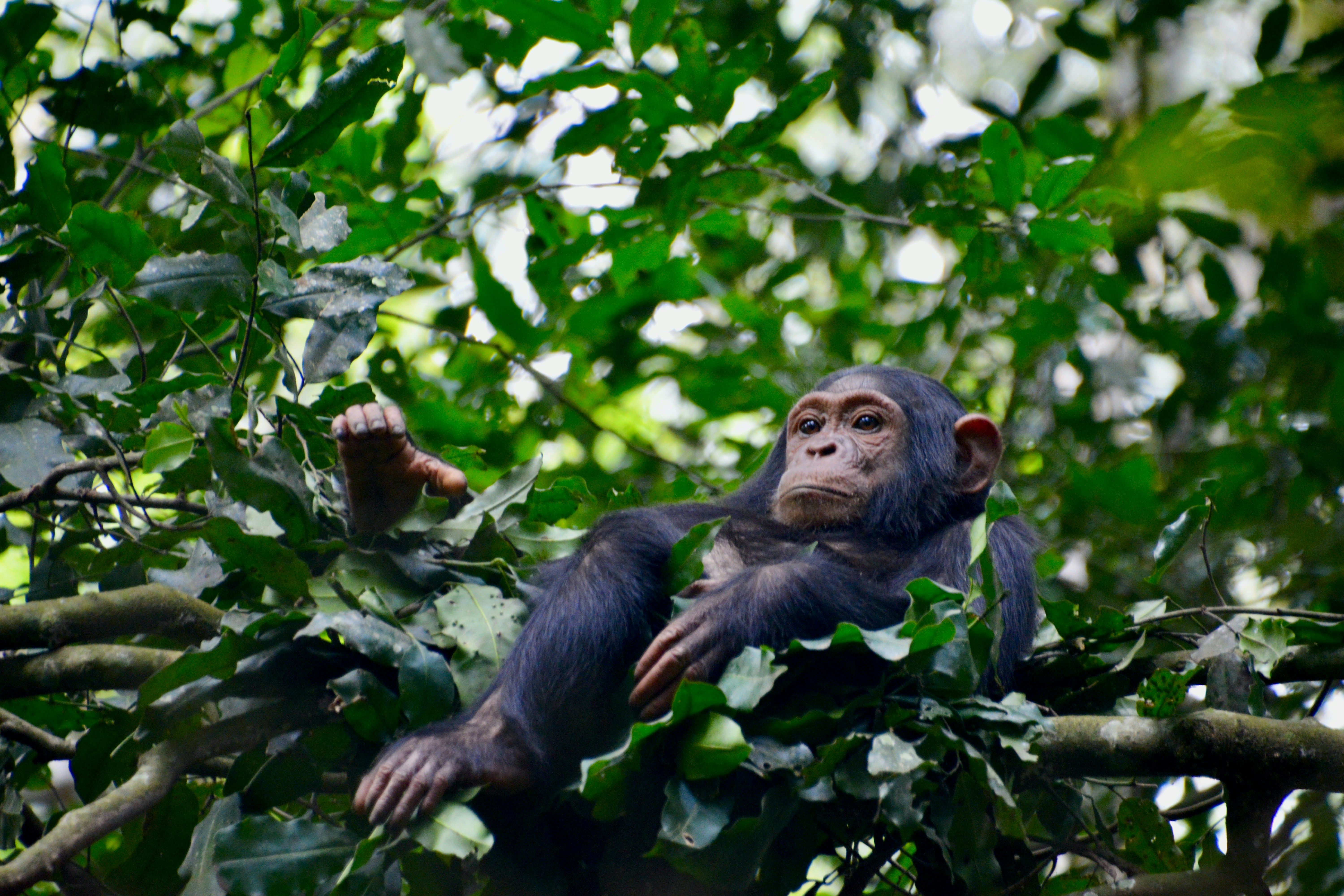 Gombe National Park