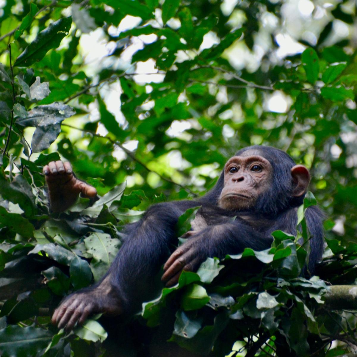 Gombe National Park