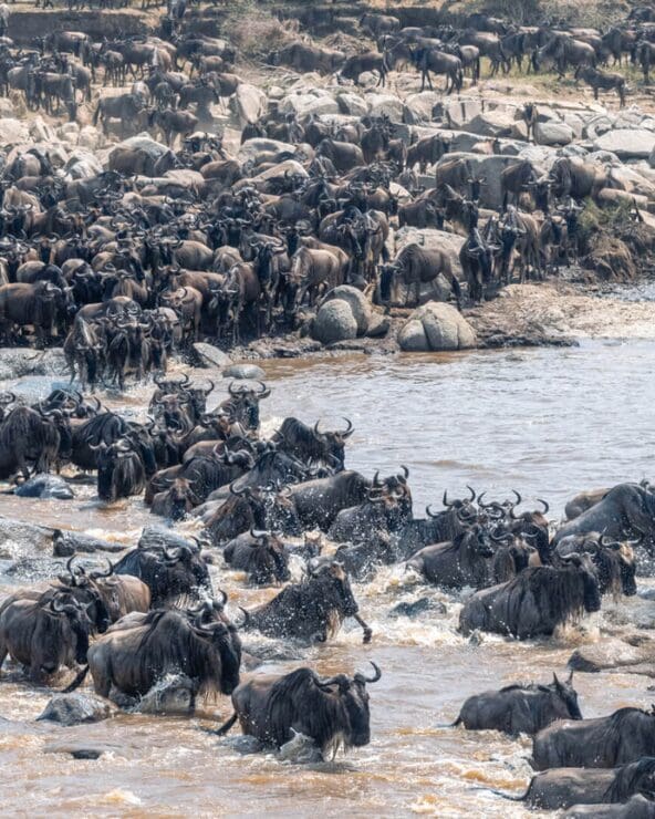7-Day Classic Great Migration Expedition