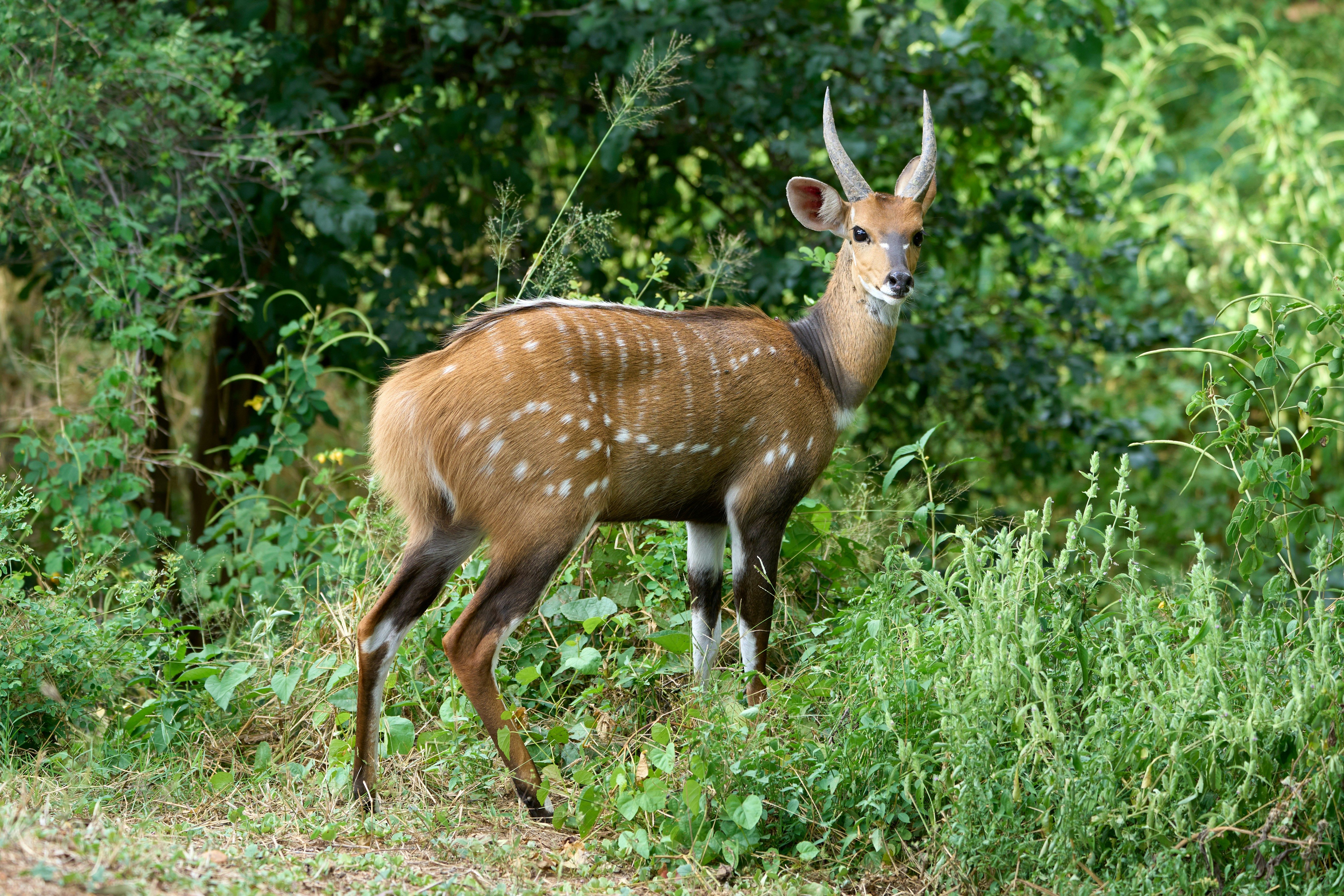 Rubondo Island National Park