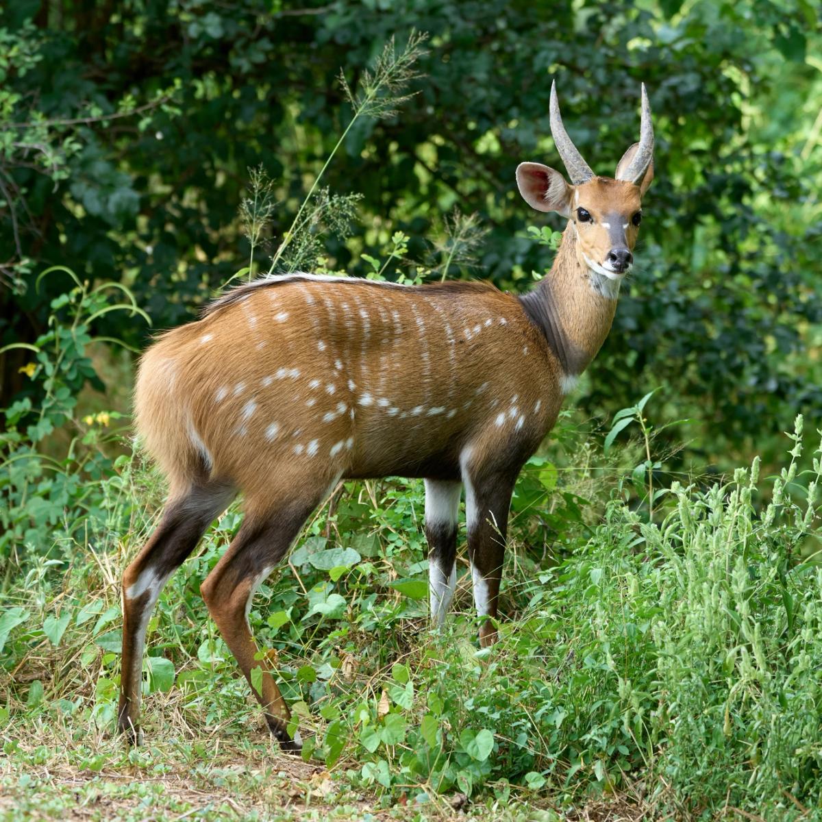 Rubondo Island National Park