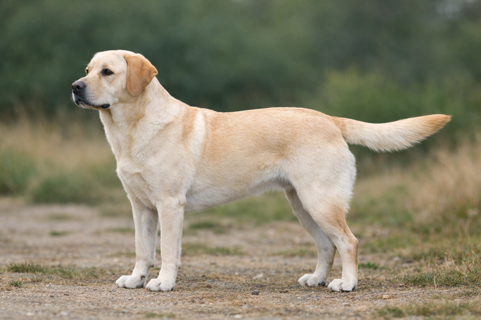 Dog with tail up.
