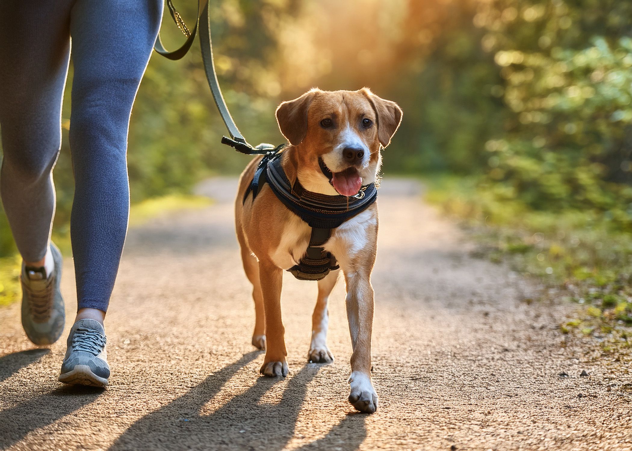 Dog wearing a properly fitted harness on a walk for safer handling.