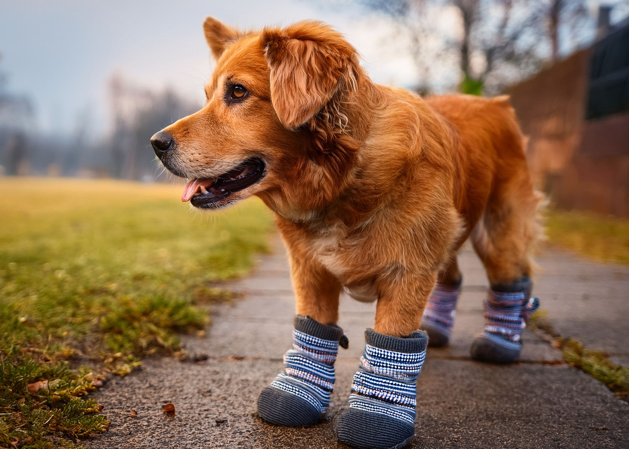 Dog paws during a walk with tips for protecting paw pads in hot and cold weather.