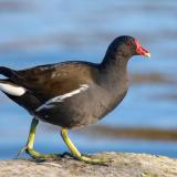 Moorhen
