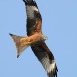 Red Kite