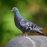Feral Pigeon
