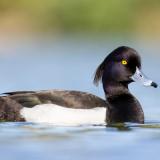 Tufted Duck