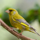 Greenfinch