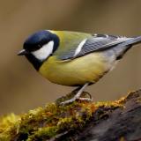 Great Tit
