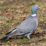 Wood Pigeon