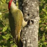 Green Woodpecker
