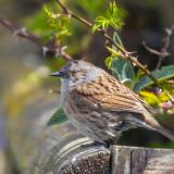 Dunnock