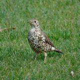 Mistle Thrush