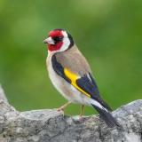 Goldfinch