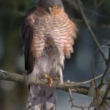 Sparrowhawk