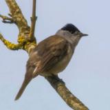 Blackcap