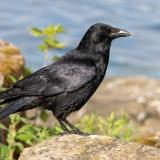 Carrion Crow