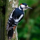 Great Spotted Woodpecker