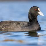 Coot