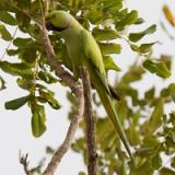 Ring-necked Parakeet