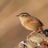 Wren