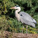 Grey Heron