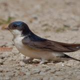 Small bird with dark blue-gray head and white underparts standing on sandy ground.