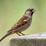 House Sparrow