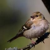 Small brown and white bird perched on a dark branch against a blurred green background, displaying distinctive wing markings.