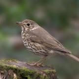Song Thrush