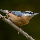 Nuthatch perched on a branch with blue-gray wings, white face, black eye stripe, and russet-colored underparts against a blurred green background.
